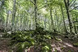 Looks like this Site of Community Interest has an image. Don't worry, you can take one of your own, and upload it too!