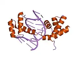 1e3o: CRYSTAL STRUCTURE OF OCT-1 POU DIMER BOUND TO MORE