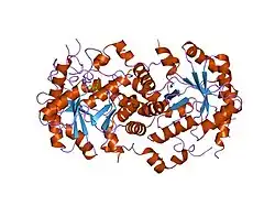 1e51: CRYSTAL STRUCTURE OF NATIVE HUMAN ERYTHROCYTE 5-AMINOLAEVULINIC ACID DEHYDRATASE