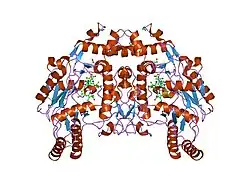 1ed5: BOVINE ENDOTHELIAL NITRIC OXIDE SYNTHASE HEME DOMAIN COMPLEXED WITH NNA(H4B FREE)