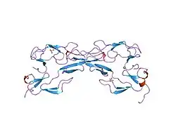 1ext: EXTRACELLULAR DOMAIN OF THE 55KDA TUMOR NECROSIS FACTOR RECEPTOR. CRYSTALLIZED AT PH3.7 IN P 21 21 21.