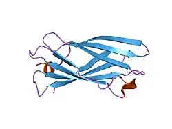 1gyv: GAMMA-ADAPTIN APPENDAGE DOMAIN FROM CLATHRIN ADAPTOR AP1, L762E MUTANT
