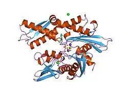 1hpm: HOW POTASSIUM AFFECTS THE ACTIVITY OF THE MOLECULAR CHAPERONE HSC70. II. POTASSIUM BINDS SPECIFICALLY IN THE ATPASE ACTIVE SITE