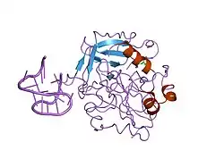 1hut: THE STRUCTURE OF ALPHA-THROMBIN INHIBITED BY A 15-MER SINGLE-STRANDED DNA APTAMER