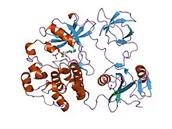 1ksw: Structure of Human c-Src Tyrosine Kinase (Thr338Gly Mutant) in Complex with N6-benzyl ADP