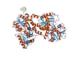 1lfi: METAL SUBSTITUTION IN TRANSFERRINS: THE CRYSTAL STRUCTURE OF HUMAN COPPER-LACTOFERRIN AT 2.1 ANGSTROMS RESOLUTION