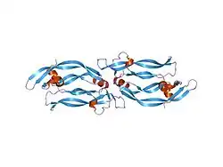 1mkg: DISULFIDE DEFICIENT MUTANT OF VASCULAR ENDOTHELIAL GROWTH FACTOR A (C57A and C102A)