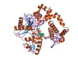 1mq2: Human DNA Polymerase Beta Complexed With Gapped DNA Containing an 8-oxo-7,8-dihydro-Guanine and dAMP