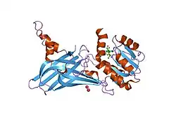 1ori: Structure of the predominant protein arginine methyltransferase PRMT1