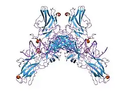 1p7h: Structure of NFAT1 bound as a dimer to the HIV-1 LTR kB element