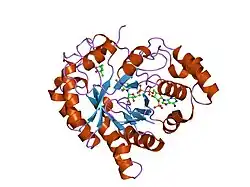 1s1r: Crystal structures of prostaglandin D2 11-ketoreductase (AKR1C3) in complex with the non-steroidal anti-inflammatory drugs flufenamic acid and indomethacin