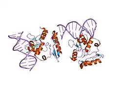 1t39: HUMAN O6-ALKYLGUANINE-DNA ALKYLTRANSFERASE COVALENTLY CROSSLINKED TO DNA