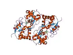 1tt1: CRYSTAL STRUCTURE OF THE GLUR6 LIGAND BINDING CORE IN COMPLEX WITH KAINATE 1.93 A RESOLUTION