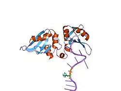 1u1l: Crystal Structure of UP1 Complexed With d(TTAGGGTT PRN GGG); A Human Telomeric Repeat Containing nebularine