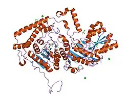 1v11: CROSSTALK BETWEEN COFACTOR BINDING AND THE PHOSPHORYLATION LOOP CONFORMATION IN THE BCKD MACHINE