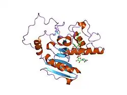 1wt1: Mutant ABO(H) blood group glycosyltransferase with bound UDP and acceptor