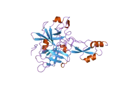 1yc0: short form HGFA with first Kunitz domain from HAI-1