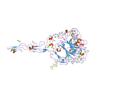1yo8: Strucuture of the C-terminal domain of human thrombospondin-2