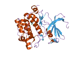 1ywv: Crystal Structures of Proto-Oncogene Kinase Pim1: a Target of Aberrant Somatic Hypermutations in Diffuse Large Cell Lymphoma