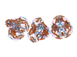 1zum: Human Mitochondrial Aldehyde Dehydrogenase Asian Variant, ALDH2*2, Apo Form