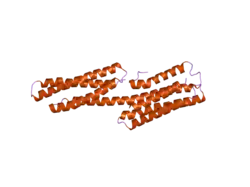1zw3: Vinculin Head (0-258) in Complex with the Talin Rod residues 1630-1652