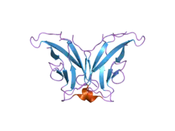 1zxk: Crystal Structure of Cadherin8 EC1 domain