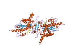 2a1r: Crystal structure of PARN nuclease domain