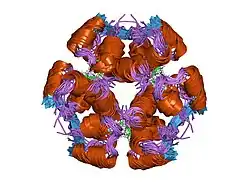2aiy: R6 HUMAN INSULIN HEXAMER (SYMMETRIC), NMR, 20 STRUCTURES