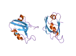 2awu: Synapse associated protein 97 PDZ2 domain variant C378G