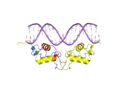 2c7a: STRUCTURE OF THE PROGESTERONE RECEPTOR-DNA COMPLEX