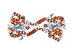 2d06: Human Sult1A1 Complexed With Pap and estradiol