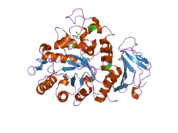 2dh2: Crystal Structure of human ED-4F2hc