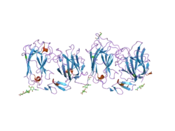 2e26: Crystal structure of two repeat fragment of reelin