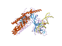 2f8x: Crystal structure of activated Notch, CSL and MAML on HES-1 promoter DNA sequence