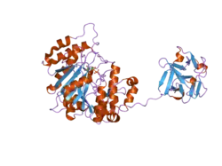 2ffu: Crystal Structure of Human ppGalNAcT-2 complexed with UDP and EA2