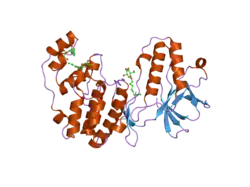 2fst: Mitogen activated protein kinase p38alpha (D176A+F327L) activating mutant