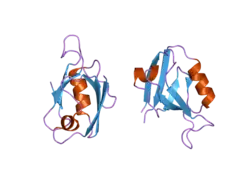 2g2l: Crystal Structure of the Second PDZ Domain of SAP97 in Complex with a GluR-A C-terminal Peptide