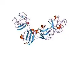 2g98: human gamma-D-crystallin