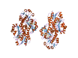 2gcg: Ternary Crystal Structure of Human Glyoxylate Reductase/Hydroxypyruvate Reductase