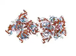 2gjx: Crystallographic structure of human beta-Hexosaminidase A