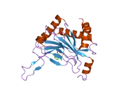 2hbu: Crystal structure of HIF prolyl hydroxylase EGLN-1 in complex with a biologically active inhibitor