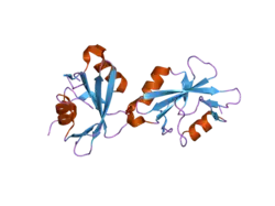 2hdv: Crystal structure of the Src Homology-2 domain of the adapter protein SH2-B