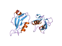 2i0l: X-ray crystal structure of Sap97 PDZ2 bound to the C-terminal peptide of HPV18 E6.