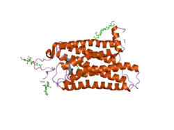 2i35: Crystal structure of rhombohedral crystal form of ground-state rhodopsin