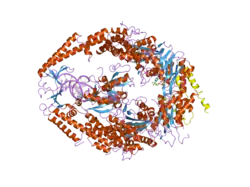 2o8c: human MutSalpha (MSH2/MSH6) bound to ADP and an O6-methyl-guanine T mispair