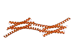 2osz: Structure of Nup58/45 suggests flexible nuclear pore diameter by intermolecular sliding