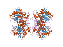 2p82: Cysteine protease ATG4A