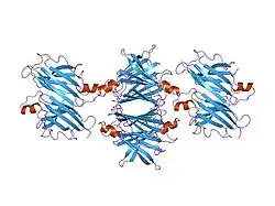 5ttr: LEU 55 PRO TRANSTHYRETIN CRYSTAL STRUCTURE
