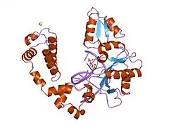 8ice: DNA POLYMERASE BETA (POL B) (E.C.2.7.7.7) COMPLEXED WITH SEVEN BASE PAIRS OF DNA; SOAKED IN THE PRESENCE OF DATP (1 MILLIMOLAR) AND CDCL2 (1 MILLIMOLAR)