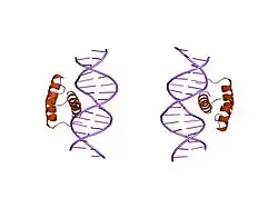 9ant: ANTENNAPEDIA HOMEODOMAIN-DNA COMPLEX